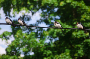 Four swallow birds are sitting on a wire