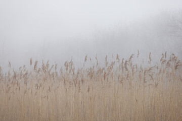 Fog in the marshlands near the coast in Portsmouth New Hampshire © @foxfotoco