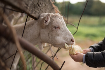Child feeds a goat with cabbage