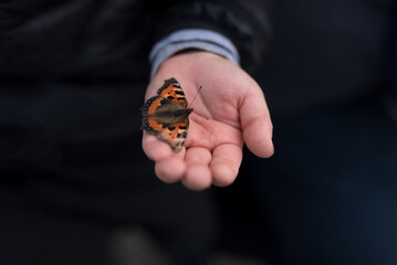 Butterfly in the hand of a child on a black background