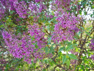 Un grand arbre à feuilles roses ou violettes, dans un parc parisien, plantes ou arbres d'origine japonais, beauté naturelle asiatique