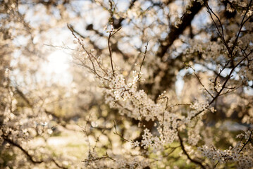Branches of a flowering cherry tree in the rays of the sun