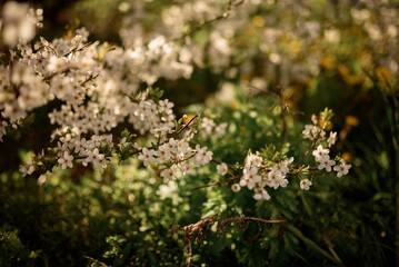 Flowering bird cherry