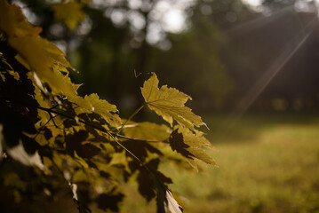 Maple leaves in the sunlight