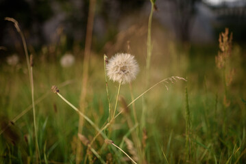 Fototapeta na wymiar Makro white dandelion in the meadow