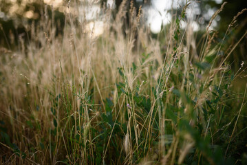 Spikes of wheat in the green grass