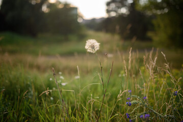 White dandelion and other white and blue flowers in green grass