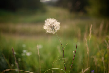 White dandelion in the meadow
