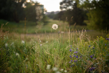 White dandelion and other flowers in the green grass
