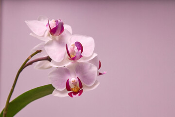 Fototapeta na wymiar Mini orchid blossom with pink background and copy space