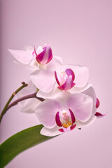 Fototapeta na wymiar Mini orchid blossom with pink background and copy space