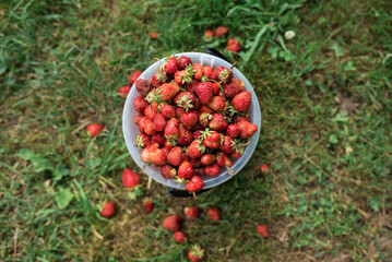  Red ripe strawberries in buckets on the grass