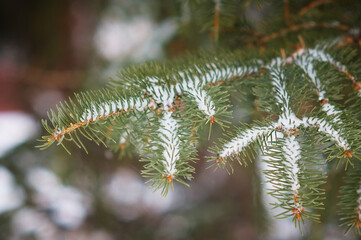 Snowfall in the spruce forest. Evergreen trees. The branches of the Christmas trees are covered with snow. Texture of green needles.