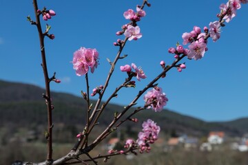 Ast rosa Mandelblüte