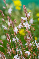Obraz premium Fistulous asphodel (Asphodelus fistulosus) with nice white flowers on green and yellow background in the field