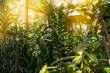 BIOPHILIC trend. Green plants in botanical garden indoor.