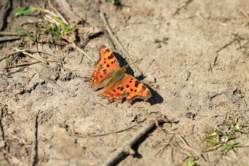 Butterfly Polygonia c-album