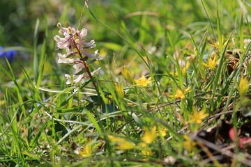 Delicate flowers of Corydalis slivenensis in the forest in spring