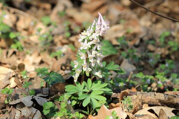 Delicate flowers of Corydalis slivenensis in the forest in spring