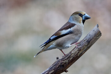 le gros bec casse noyaux