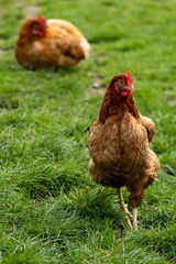 Brown free range chicken hens walking on some grass