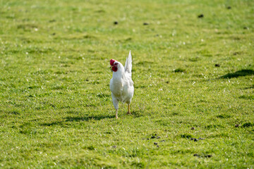 White leghorn (livorno) chicken (known for laying the most eggs of all chickens) walking around on...