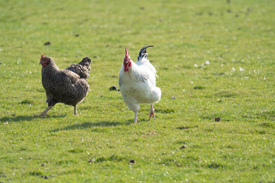 Sussex free range chicken rooster on a farm with some hens like the dutch koekoek, or mechelse maline and a livorno chicken