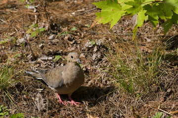 mourning dove molting