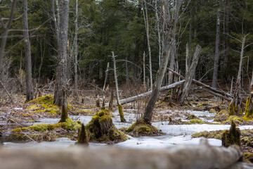 river marsh in the forest in New Hampshire in the winter