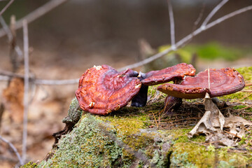 moss  and mushrooms on a stone in New Hampshire