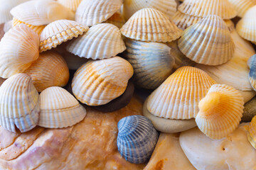 A hill of shells superimposed on pebbles from the sea