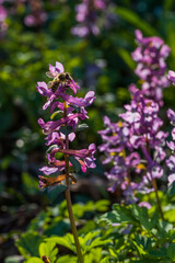 corydalis flowers in the garden