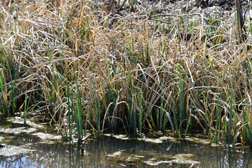 Grass in Water