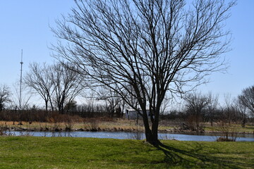 Fototapeta premium Trees by a Pond