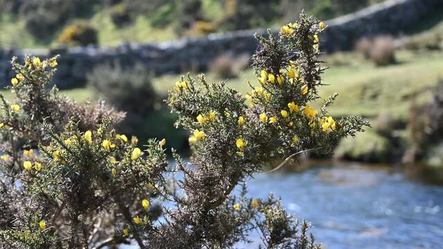 Wild gorse growing beside a gentle stream in Dartmoor Devon