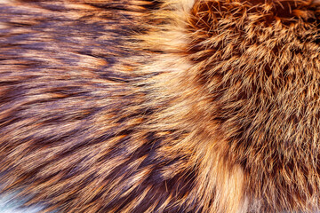 Natural fur of a red fox as texture
- 495152003