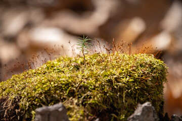moss on the tree in New Hampshire 
