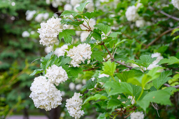 Blooming spring flowers. Large beautiful white balls of blooming Viburnum opulus Roseum Boule de Neige . White Guelder Rose or Viburnum opulus Sterilis, Snowball Bush, European Snowball.