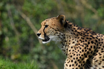 wunderschöner Gepard