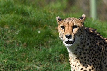 wunderschöner Gepard