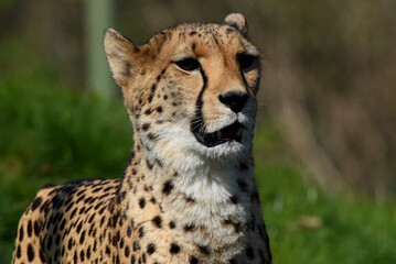 wunderschöner Gepard