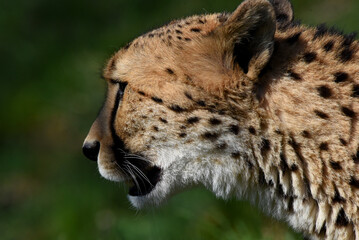 wunderschöner Gepard