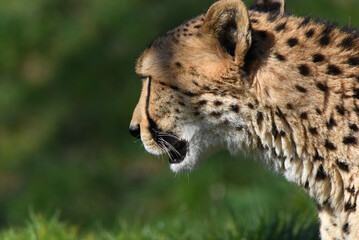 wunderschöner Gepard