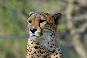 wunderschöner Gepard