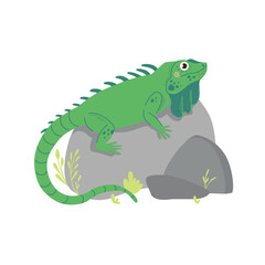 Cute green Iguana with long tail on stones. Zoo cute animal for kids design isolated on white