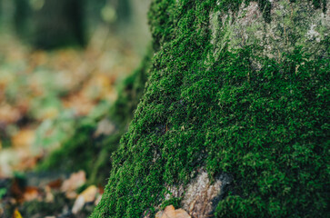 Beautiful green moss on  bark of  tree in the forest. The aroma of autumn. Photo for wallpaper.