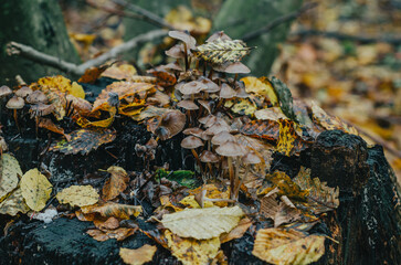 Brown mushrooms on the stump. Autumn photo with mushrooms on wet stump close up. Yellow fallen wet leaves. Forest after the rain in autumn.