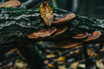 Brown mushrooms on a tree trunk. Autumn photo with mushrooms on the tree close up. Textured bark with green moss.