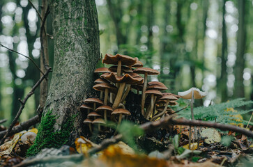 Inspirational autumn photo with mushrooms. Outdoor recreation.