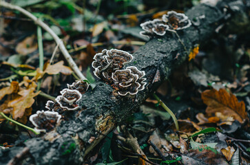 Patterned mushrooms on a tree trunk. Autumn photo with mushrooms on the tree close up. Blurred background.